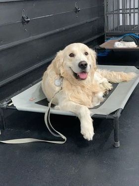 dog lounging on raised bed