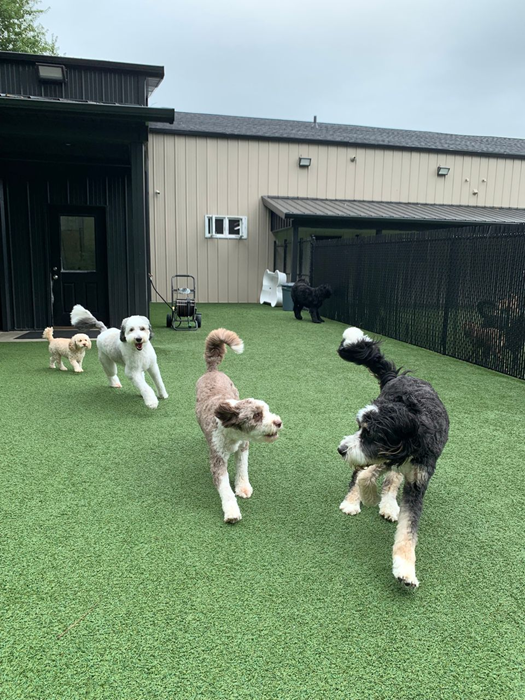dog-broading