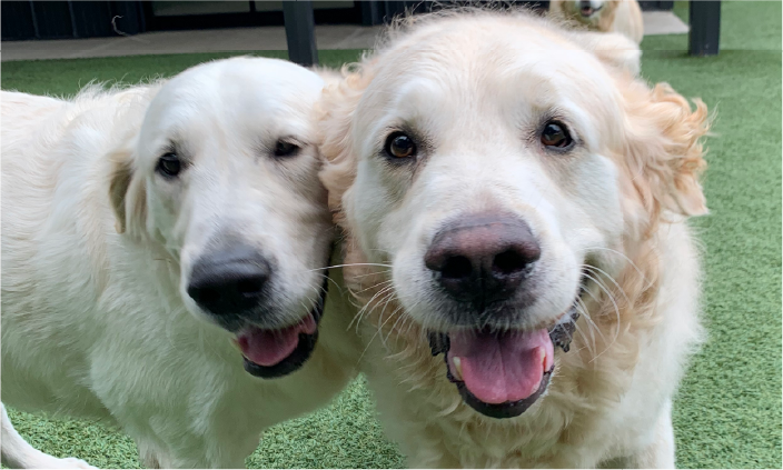 golden-retrievers-playing-at-dog-daycare Two happy Golden Retrievers spending time together at an outdoor dog daycare facility.