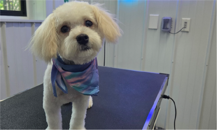 small-dog-after-professional-grooming Small dog with a fresh haircut standing on a professional dog grooming table.